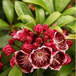 Кальмия широколистная сорт Merlin 1 летняя, in vitro (полуупакованая)