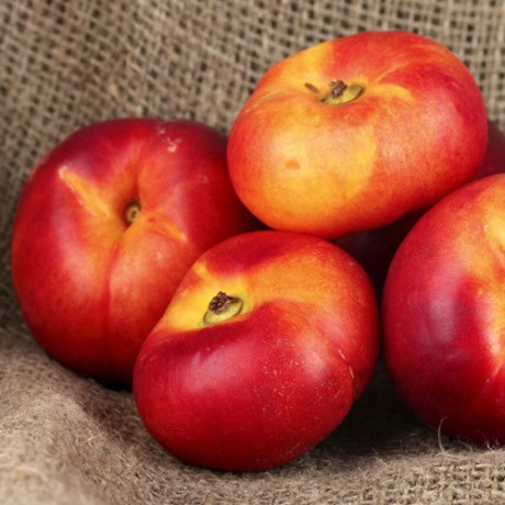 Нектарин инжирный сорт Месембрина, подвой маньчжурский персик