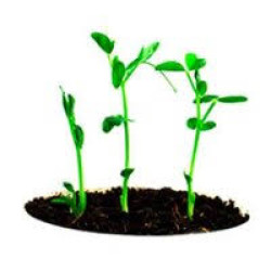 Мікродобрива для рослин в Україні Мікродобрива для рослин в Україні