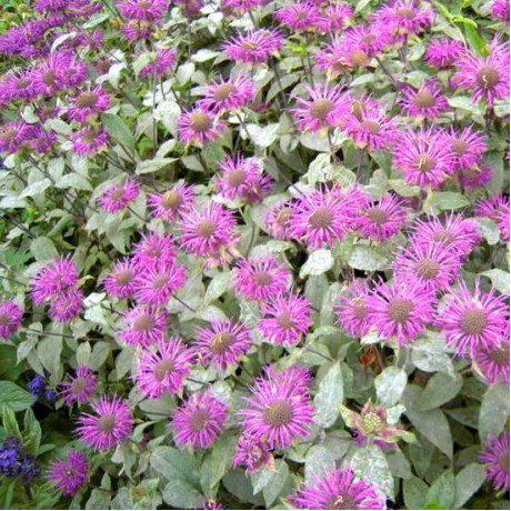 Монарда Фортуна, контейнер P9