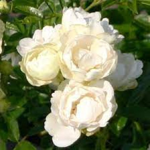 Саджанці троянд сорт Morsdag White (Морсдаг Уайт) Саджанці троянд сорт Morsdag White (Морсдаг Уайт)