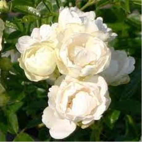 Саджанці троянд сорт Morsdag White (Морсдаг Уайт)