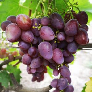 Виноград сорт Мечта фермера, полуупакованный Виноград сорт Мечта фермера, полуупакованный