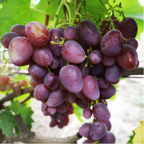 Виноград сорт Мечта фермера, полуупакованный