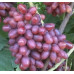 Виноград сорт Мечта фермера, полуупакованный
