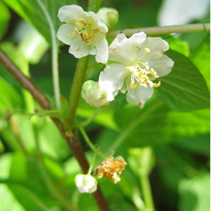 Актинидия Мужская, 1 летняя, конт. Р9