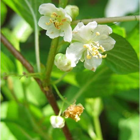 Актинидия Мужская 1 летняя, конт. Р9 Актинидия Мужская 1 летняя, конт. Р9