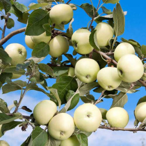 Яблуня літня сорт Білий налив