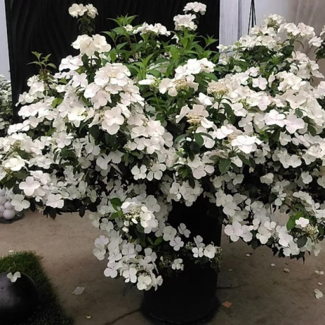 Гортензия "Невеста беглянка" 2 летняя, конт. 1 л