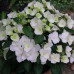 Гортензия "Невеста беглянка" 2 летняя, конт. 1 л