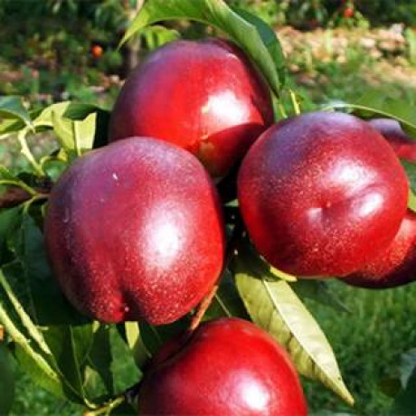 Нектарин сорт Биг Фаер Нектарин сорт Биг Фаер