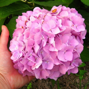 Гортензия Бесконечное лето 1 летняя, конт. P9 Гортензия Бесконечное лето 1 летняя, конт. P9