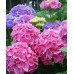 Гортензия Бесконечное лето 1 летняя, конт. P9