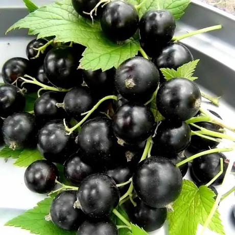 Смородина сорт Нева Смородина сорт Нева