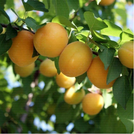 Абрикос ранней сорт Нимфа, подвой жердель Абрикос ранней сорт Нимфа, подвой жердель