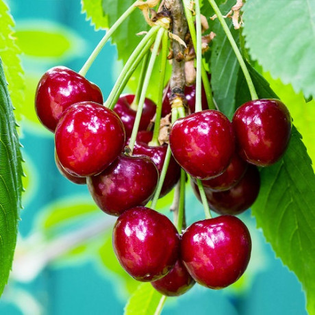 Вишня пізня сорт НордСтар Вишня пізня сорт НордСтар