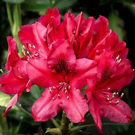 Рододендрон Nova zembla, контейнер 1.5 л