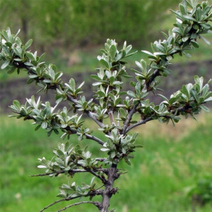 Саджанці обліпихи сорт Лейкора (чоловіча) 2 річні, конт. 2 л Саджанці обліпихи сорт Лейкора (чоловіча) 2 річні, конт. 2 л