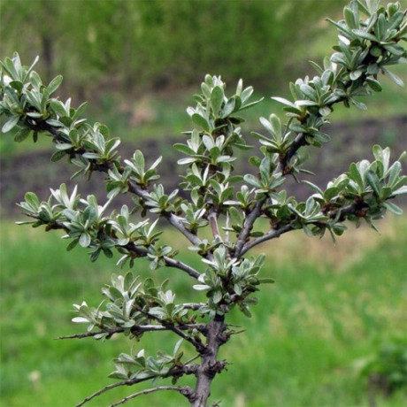 Саженцы облепихи сорт Лейкора (мужская) 2 летние, конт. 2 л