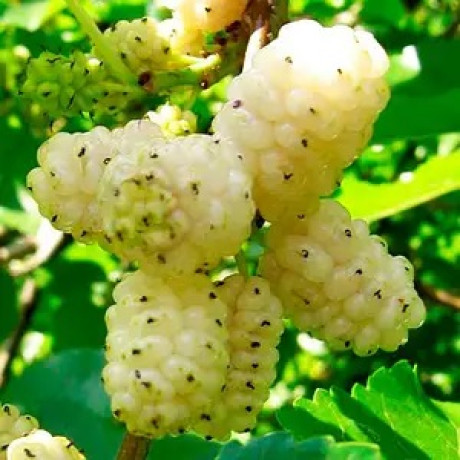 Шовковиця сорт Одеса, підщепа сіянець шовковиці