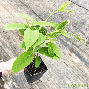 Актинидия сорт Оригинальная, 1 летняя, конт. Р9