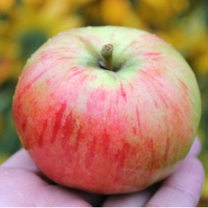 Яблуня літня сорт Орловим