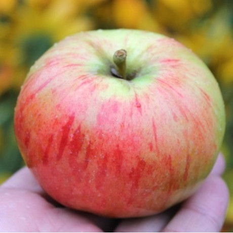 Яблуня літня сорт Орловим