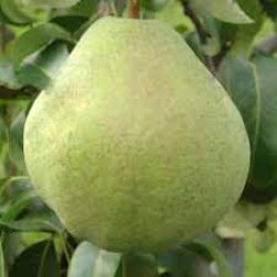 Осенние сорта груши Осенние сорта груши