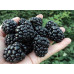 Саженцы ежевики сорт Оучита 1 летние, конт. P9