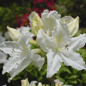 Азалия сорт Oxydol 1 летняя, in vitro (полуупакованая) Азалия сорт Oxydol 1 летняя, in vitro (полуупакованая)