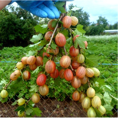 Аґрус Пакс 1 річний, конт. P9