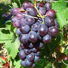 Виноград сорт Памяти учителя 