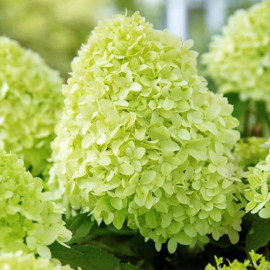 Гортензия Pandora, конт. P9