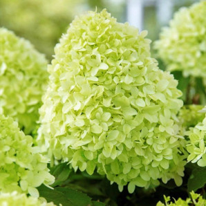 Гортензия Pandora, конт. P9 Гортензия Pandora, конт. P9