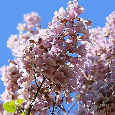 Саджанці павловнії сорт Пао Тонг, высокий конт. 3.5 л