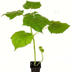 Саджанці павловнії купити в Україні Саджанці павловнії купити в Україні