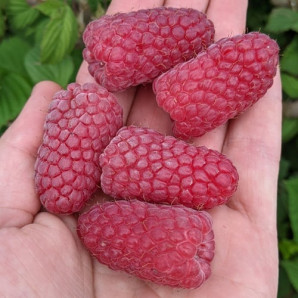 Саджанці малини сорт Пшехиба (Przehyba) Саджанці малини сорт Пшехиба (Przehyba)