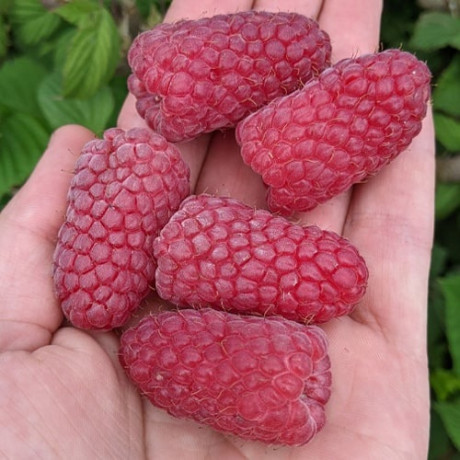 Саджанці малини сорт Пшехиба (Przehyba)