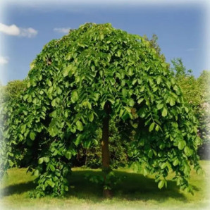 Шовковиця плакуча штамбова сорт Пендула, підщепа сіянець шовковиці