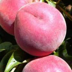 Поздние сорта персика Поздние сорта персика