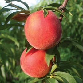 Персик сорт Канадиан Хармони, подвой сеянец миндаля