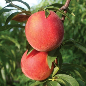 Персик сорт Канадиан Хармони, подвой сеянец миндаля Персик сорт Канадиан Хармони, подвой сеянец миндаля