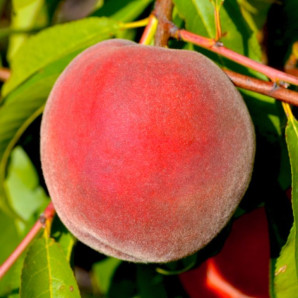 Персик сорт Мессина, подвой сеянец миндаля Персик сорт Мессина, подвой сеянец миндаля