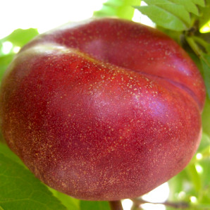 Персик сорт Платерина 264, подвой GF677 Персик сорт Платерина 264, подвой GF677