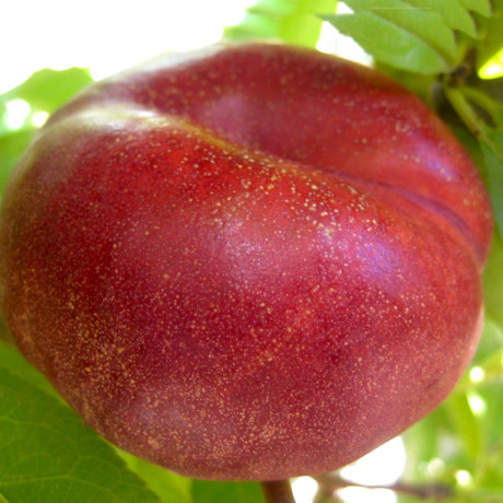 Персик сорт Платерина 264, подвой GF677 Персик сорт Платерина 264, подвой GF677