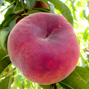 Персик сорт Планетный Солнце, подвой GF677 Персик сорт Планетный Солнце, подвой GF677