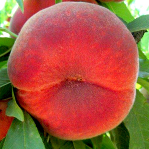 Персик сорт Планетный Звезда, подвой GF677 Персик сорт Планетный Звезда, подвой GF677
