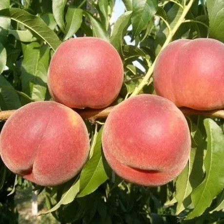 Персик сорт Рояль Эстете, подвой сеянец миндаля