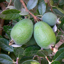 Саджанці фейхоа сорт Первісток 1 річні, конт. P9