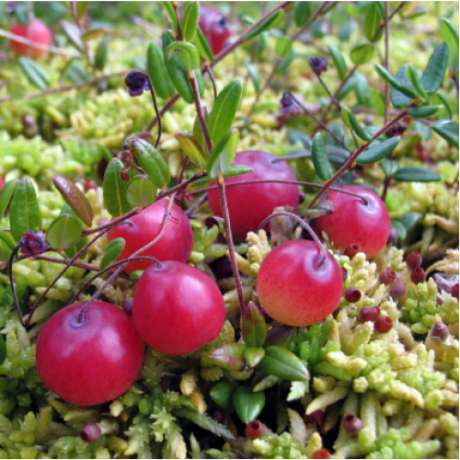Саджанці журавлини Пілігрим 1 річні, конт. Р9